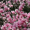 【鎌倉いいね】3月17日鎌倉春花報告。なんと美しい！満開のモクレン。