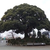 末長杉山神社　神奈川県川崎市高津区末長