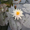 今日の一枚－睡蓮の花