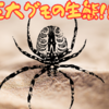 【世界一大きいクモ、日本一大きいクモは⁉】ゴライアスバードイーターと、アシダカグモの生態とは⁉