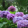 まんぼぅくん、　飛鳥山公園の紫陽花　その5
