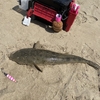 マゴチが釣れ始めたよ❗️