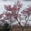 河津桜そして芝桜