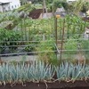 実家の畑で農作業