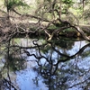 箱根で池めぐり　その２