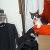 【にゃん】2026年１～２月＿猫（ちょび）が亡くなるまで：元気だったの