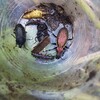 イブシキンオサムシはどこ？