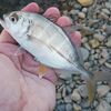 メッキさん　今年は小型で群れも小さくてルアーの好みも激しいかも？