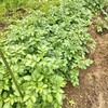 挿し芽・垂直栽培ジャガイモの収穫と野良ジャガ退治