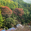 地元の紅葉 2020 ～ 薬樹山延命寺 Ⅰ