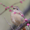 尉鶲（ジョウビタキ）♀