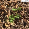 #5 ヒメイワダレソウ 新芽が出てきた。復活するかも。