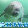 飼育種類数日本一！鳥羽水族館を120%満喫する体験記｜最新ラッコ観覧ルールからジュゴンの魅力を伝えます。
