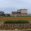 神原町花の会（花美原会)（387）　花畑の育成が進んでいます