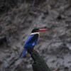 ヤマショウビン(Black-capped Kingfisher)とカニクイザル(Long-tailed Macaque)