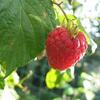 『園芸』"ラズベリー" の育て方と情報（4月に植え付けがおすすめ）