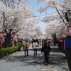 桜ライド2013　「鶴山公園」