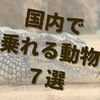 乗ったことある？レア度別でみる国内で乗れる動物７選。