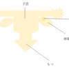 「新編 新しいほけん 3・4」読んでみた