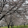 今年も桜が（2024年）【千塚公園】