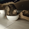 おいしいおいしいって食べてます涙