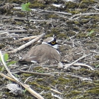 4月の野鳥観察会で見られた鳥たち