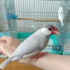 唯一のシルバー文鳥てつ