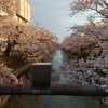 新潟県の桜は見頃です🌸