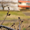 10日前の桜をふと想い出す(過去形)