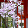 回廊と紅しだれ　-平安神宮・神苑の桜・その１-（追記と追加写真有り）