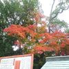 紅葉やら母やら