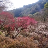 梅は咲いたか。。