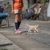 湯島のねこさん