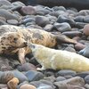 Scotlandの東の岬の海岸：ハイイロアザラシの楽園となった！   (BBC-News, Dec 10, 2020) 