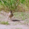 道路から飛び立つヒバリ