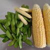 夏野菜の収穫が始まる