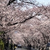 ４月５日　桜咲く