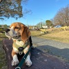 春の声