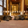 一人で猫宿に泊まるのはあり？猫好き一人旅の魅力と宿選びのコツ