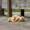 隣県西部離島のねこさん