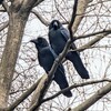 そろそろカラスも繁殖期です