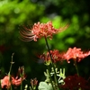 ❀小石川植物園　彼岸花 ９月１３日の開花状況😊