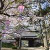 亀城公園の桜