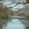 福岡堰の桜～つくば市とその周辺の風景写真案内（１３６１） 