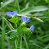 露草・月草