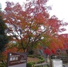 我が家に近くの「薬師池公園」の紅葉