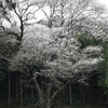 新城市の桜　　2017_04_05