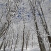 さすが野沢