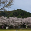 花散らしの雨が降る前に・・・