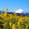 【神奈川】吾妻山公園　富士と海と菜の花と、絶景の家族ハイク